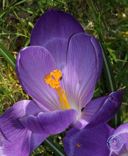 Crocus 8P076D-17.JPG